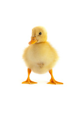 The yellow small duckling
