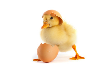 Yellow small duckling