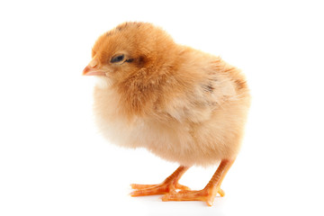 The yellow small chick