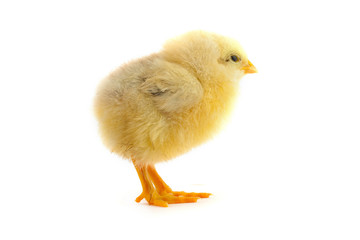 Fototapeta premium The yellow small chick