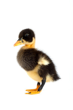 The black small duckling