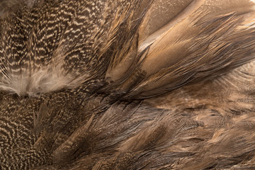 background of feathers