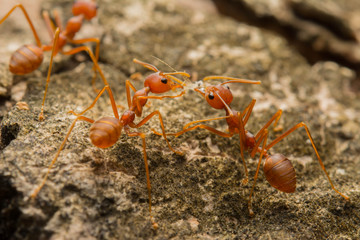 Ant's Competition