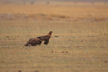 Upland Buzzard (Buteo hemilasius) in China