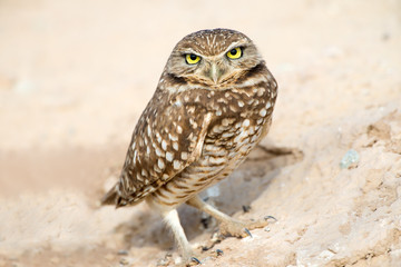 Serious Looking Burrowing Owl