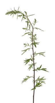 Mugwort, Artemisia vulgaris isolated on white background