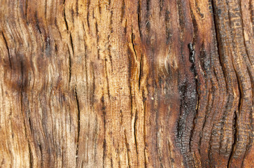 Old oak bark texture