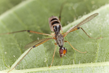 Neria cibaria, Micropezidae attacked by fungus, macro photo