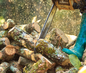 Fototapeta na wymiar Logger man is cutting wood with a chainsaw