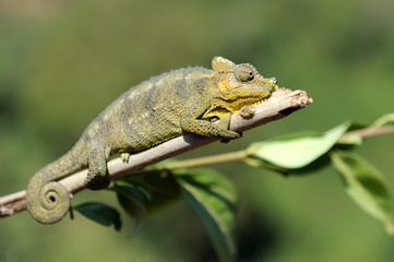 Chameleon