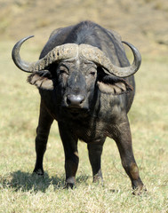 Fototapeta premium Buffalo