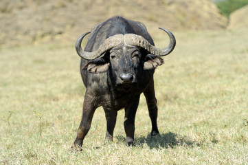 Obraz premium Buffalo