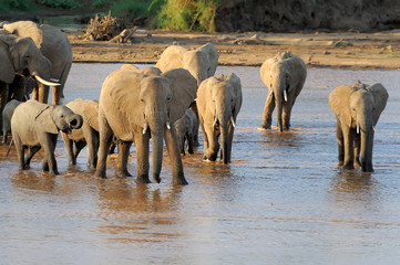 Obraz premium Elephant