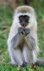 Vervet monkey