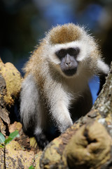 Vervet monkey