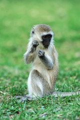 Vervet monkey