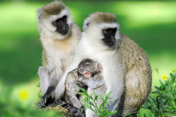 Vervet monkey