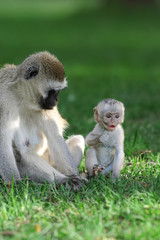 Vervet monkey