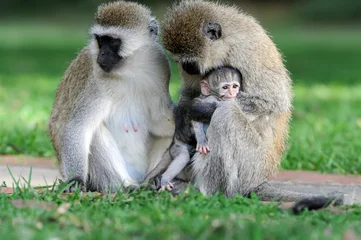 Papier Peint photo autocollant Singe Vervet monkey
