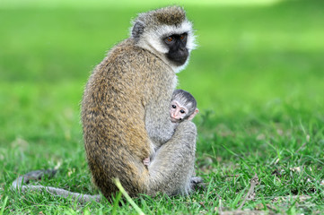 Vervet monkey