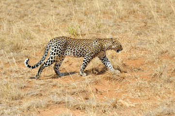 Leopard