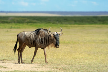 Wildebeest