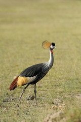 Crowned crane
