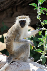 Vervet monkey