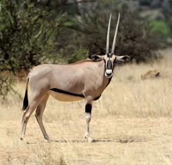 Gemsbok