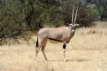 Gemsbok