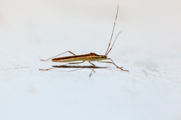 Heteroptera