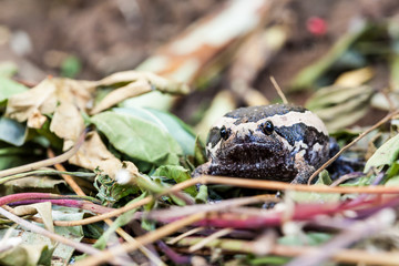 Frog in nature