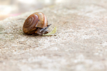 snail