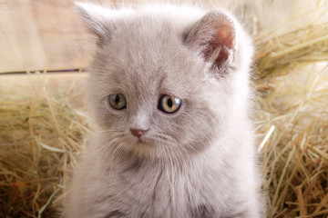 Cat on rural background.