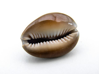 coquillage