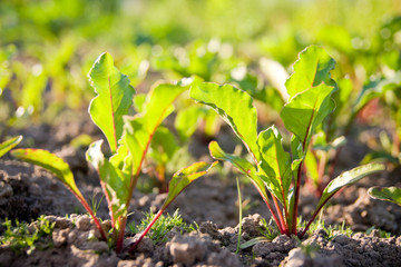Young beet sprouts on bed