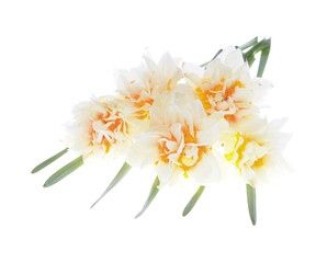beautiful bouquet of fresh narcissus isolated on a white
