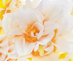 beautiful  fresh narcissus  closeup,background  macro