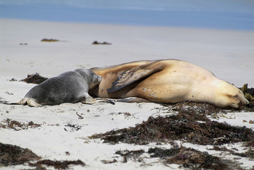 Naklejka premium Australia, Kangaroo Island