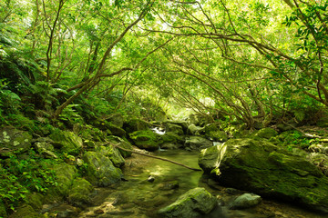 やんばるの清流（奥間川）
