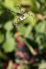 Spider wrapping hopper