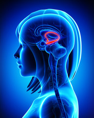 Anatomy of female Brain fonix in blue
