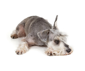 Cute miniature schnauzer