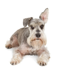 Cute miniature schnauzer