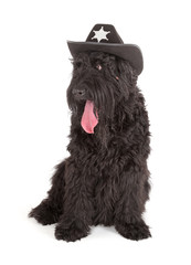 Black Russian Terrier (BRT or Stalin's dog)