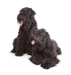 Black Russian Terriers (BRT or Stalin's dog)