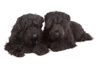 Black Russian Terriers (BRT or Stalin's dog)