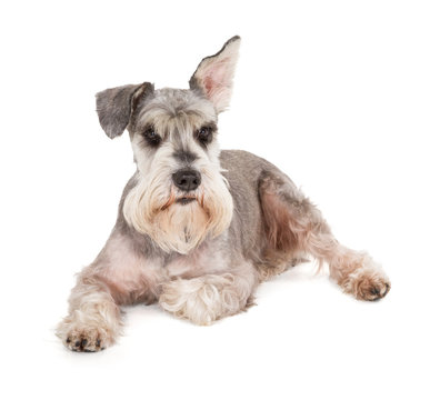 Cute Miniature Schnauzer