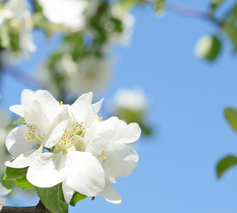 Beautiful apple blossoms against the sky on a sunny day in sprin