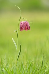 Schachblume / Fritillaria Meleagris